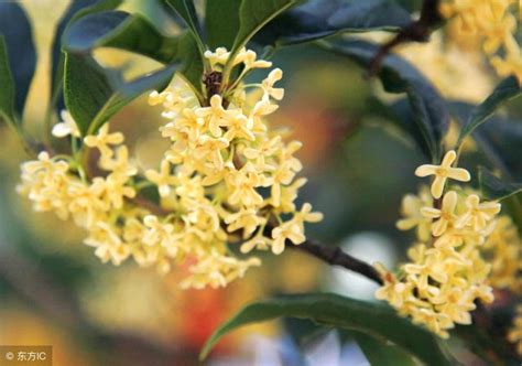 門口種桂花|桂花種植指南：微酸土壤、適當澆水、適度遮蔭，打造。